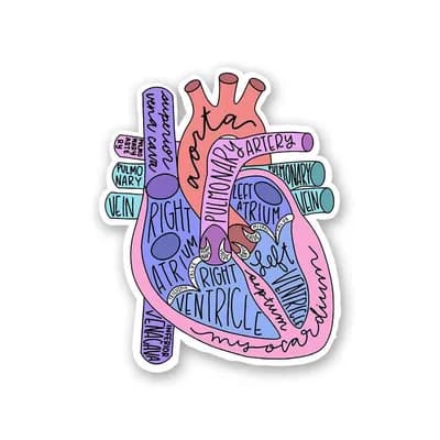 Anatomy Of Heart Sticker waterproof vinyl decal for laptop, bike, car & bottle